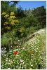 5/corse 14 (Small).jpg